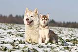 SIBERIAN HUSKY 231